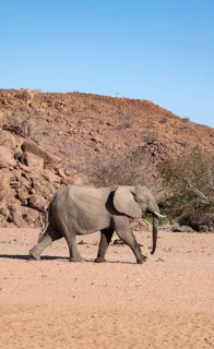 African elephant (Loxodonta africana), desert elephant, near the Hoanib River, Damaraland, Kunene