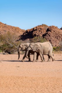 Two African elephants (Loxodonta africana), desert elephant, near the Hoanib River, Damaraland,