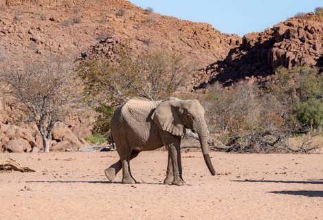African elephant (Loxodonta africana), desert elephant, near the Ugab River, Damaraland, Kunene