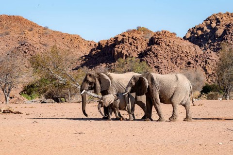 Two African elephants (Loxodonta africana) with young, desert elephant, near the Ugab River,
