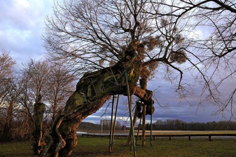 Natural monument Kasberger 1000 year old lime tree, summer lime tree (Tilia platyphyllos) with