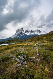 Dead bare trees, cloudy mountain range Cuernos del Paine, Torres del Paine National Park, Chile