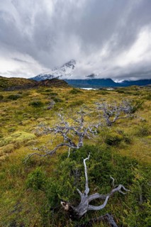 Dead bare trees, cloudy mountains, Cuernos del Paine massif, Torres del Paine National Park, Chile