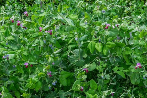 Sweet pea, sugar snap pea, snow pea (Pisum sativum), Münsterland, North Rhine-Westphalia, Germany