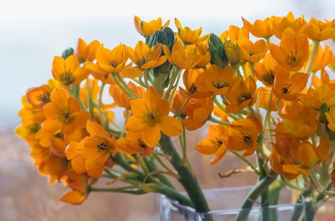 Ornithogalum dubium (Ornithogalum dubium) in a glass vase, Münsterland, North Rhine-Westphalia,