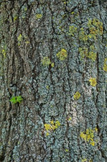 American sweetgum (Liquidambar styraciflua), tree bark, Münsterland, North Rhine-Westphalia,