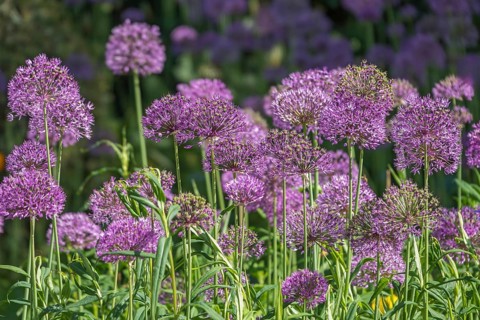 Ornamental leek (Allium sp.), inflorescence, Münsterland, North Rhine-Westphalia, Germany