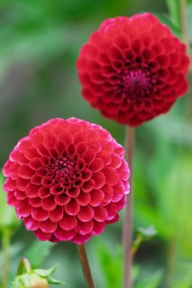 Dahlia, (Dahlia), Münsterland, North Rhine-Westphalia, Germany