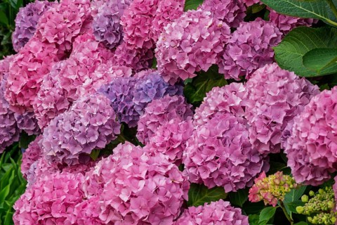 Hydrangea bush, Münsterland, North Rhine-Westphalia, Germany