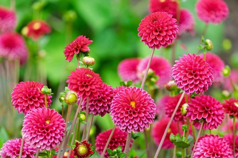 Dahlias (Dahlia), Münsterland, North Rhine-Westphalia, Germany