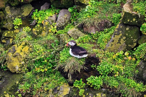 Lone puffin (Fratercula arctica) on a bird cliff, Latrabjarg headland, Westfjords, Iceland
