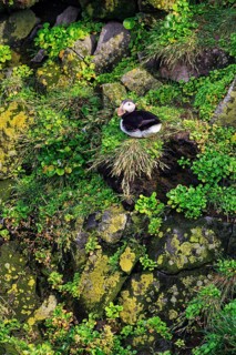 Lone puffin (Fratercula arctica) on a bird cliff, Latrabjarg headland, Westfjords, Iceland