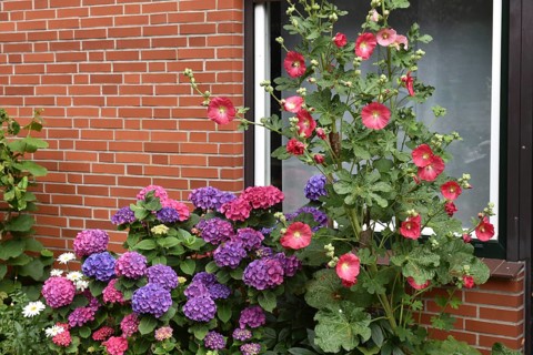 Hollyhocks (Alcea) and hydrangeas (Hydrangea) at the window