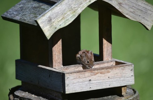 House mouse, (Mus musculus) eats sunflower seeds at the bird house
