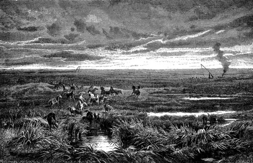 Wide plain of the Puszta or Pussta, water-rich grass steppe, herd of wild horses, Schaduff or draw