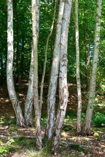 Young birch trees, Mümmelkensee nature reserve, Bansin, Usedom Island, Mecklenburg-Western