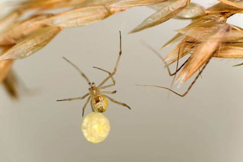 Common oval spider (Enoplognatha ovata) with egg cocoon, family of orb spiders (Theridiidae),