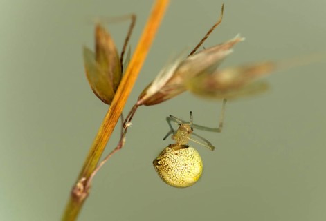 Common oval spider (Enoplognatha ovata), family of orb spiders (Theridiidae), Valais, Switzerland