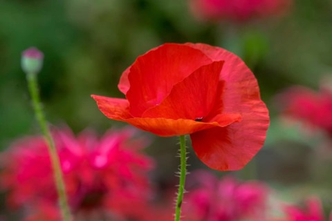 Corn poppy flower (Papaver rhoeas) in front of a bed with Indian nettle, Münsterland, North