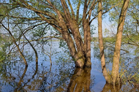 Willows (Salix) on the lakeshore, blue sky, Möhne Reservoir, North Rhine-Westphalia, Germany