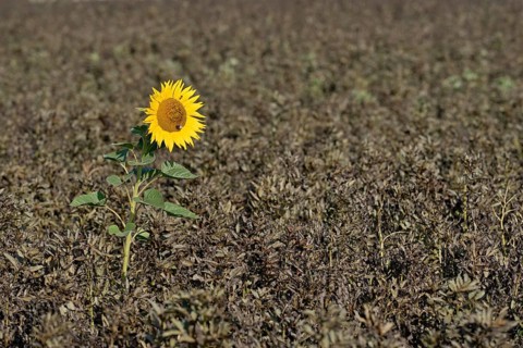 Single sunflower (Helianthus annuus) in bloom in a field of ripe field beans (Vicia faba), North