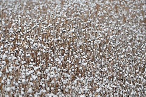 Snow lies on the dead plants, Rudbeckia fulgida (Rudbeckia fulgida), North Sea, Norddeich, Lower