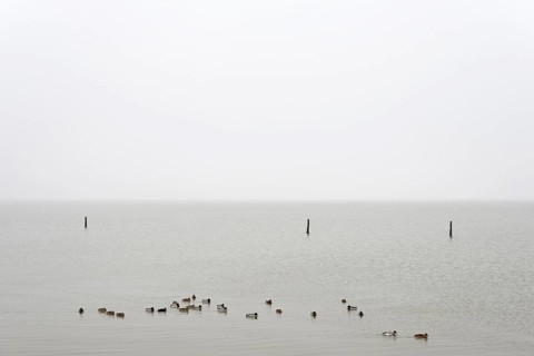 Mallards (Anas platyrhynchos) swimming on the North Sea, Norddeich, Lower Saxony, Germany