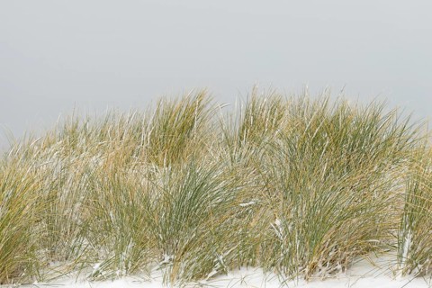 Beach grass (Ammophila arenaria) covered with snow, dune landscape of Norddeich, North Sea, Lower