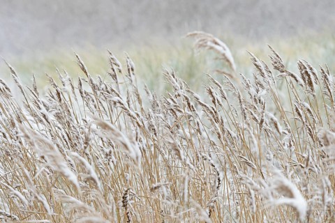 Reed (Phragmites) covered with snow, North Sea, Norddeich, Lower Saxony, Germany