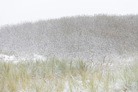 Winter day, onset of winter, snow lies on the bushes in the dune landscape of Norddeich, North Sea,