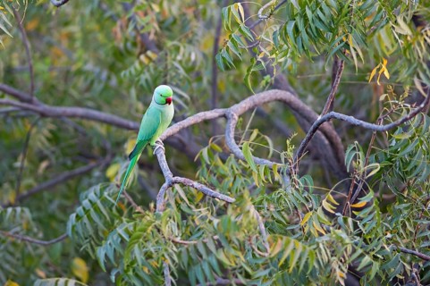 Collared Parakeet (Psittacula krameri), Luni, Rajasthan, India