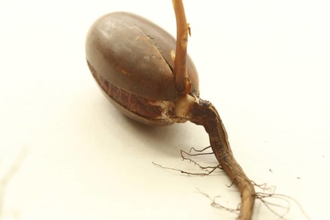 Oak (Quercus) Oak sapling, oak seedling or oak seedling growing vertically upwards from an acorn,