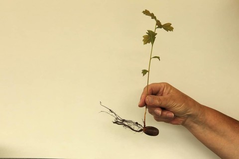 Oak (Quercus) 22cm long oak sapling, oak seedling or oak seedling grows from an acorn, next to fine