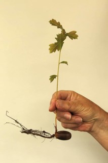 Oak (Quercus) 22cm long oak sapling, oak seedling or oak seedling grows from an acorn, next to fine