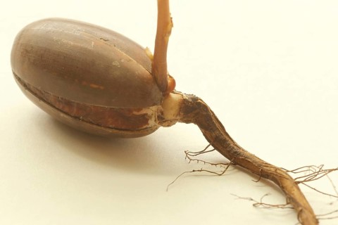 Oak (Quercus) oak sapling, oak seedling or oak seedling growing vertically upwards from an acorn,
