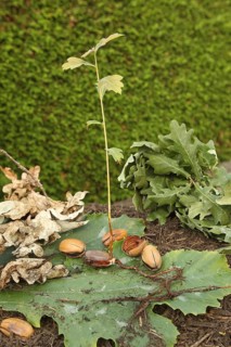 Oak (Quercus) 22cm long oak sapling, oak seedling or oak seedling grows from an acorn, next to fine