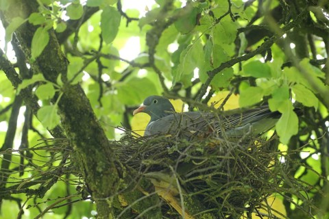 Wood pigeon (Columba palumbus) in a nest in an apple tree, Allgäu, Bavaria, Germany, Allgäu,