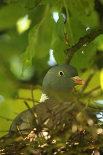 Wood pigeon (Columba palumbus) in a nest in an apple tree, Allgäu, Bavaria, Germany, Allgäu,