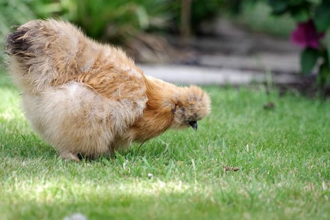 Domestic fowl (Gallus gallus domesticus), silky fowl, breed, pet keeping, garden, brown