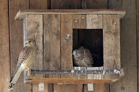 Kestrel (Falco tinnunculus) female and young bird at the incubator, village in Münsterland, North