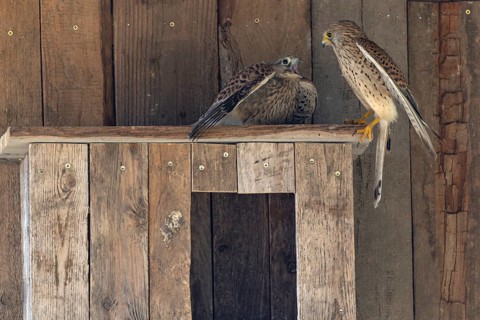 Kestrel (Falco tinnunculus) female and begging juvenile at the incubator, village in Münsterland,