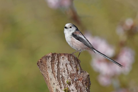 Long-tailed Tit (Aegithalos caudatus), on a tree stump, Wilnsdorf, North Rhine-Westphalia, Germany