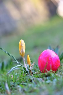 Yellow crocuses (Crocus sp.) on a lawn in the garden next to an Easter egg, Wilnsdorf, North