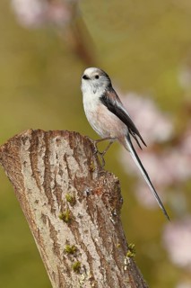 Long-tailed Tit (Aegithalos caudatus), on a tree stump, Wilnsdorf, North Rhine-Westphalia, Germany
