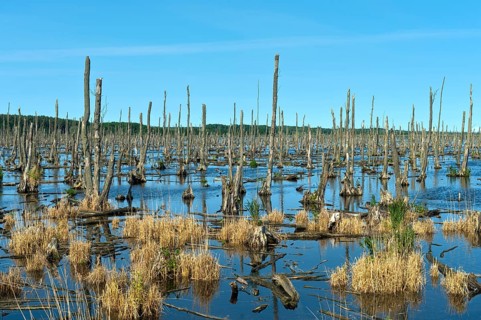 The Dead Forest in the Peene Valley, renaturalisation and rewetting of former melioration areas,
