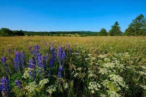 Wide view of a blooming lupine field under a clear sky, summer, Fladungen, Frankenheim, Hohe Rhön,