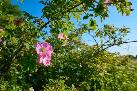Dog rose, rose bush with pink flowers on a sunny summer day under a blue sky, summer, Frankenheim,