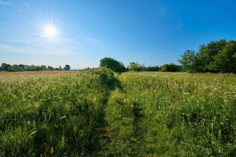 Green meadow under bright sunshine with clear blue sky, summer, Fladungen, Frankenheim, Hohe Rhön,