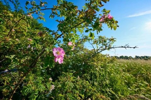 Dog rose, rose bush in full bloom in front of a blue sky and a green meadow, summer, Frankenheim,