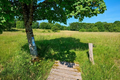A wooden footbridge leads through a green meadow under the shade of a tree, summer, Fladungen, Hohe